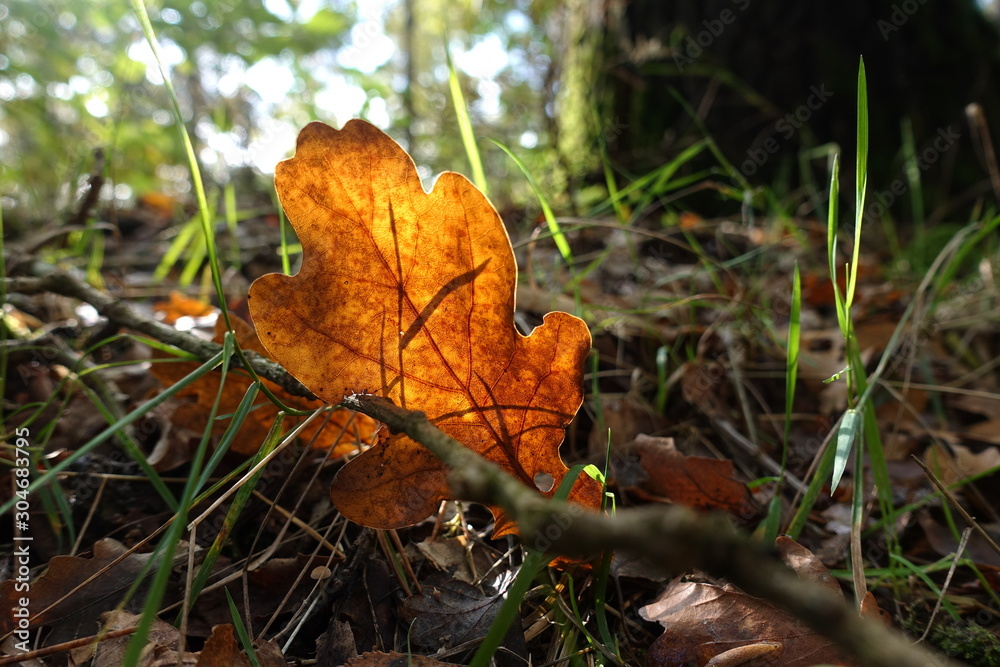 a clear-grained oak leaf illuminated from behind by the sun