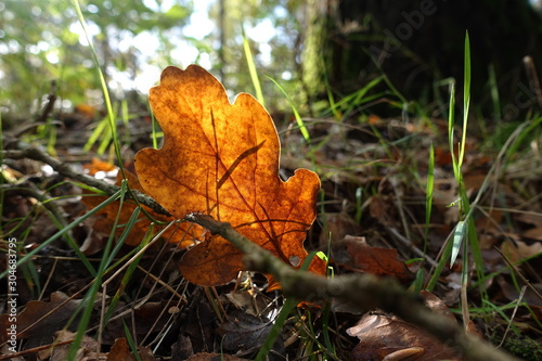 a clear-grained oak leaf illuminated from behind by the sun © Heit