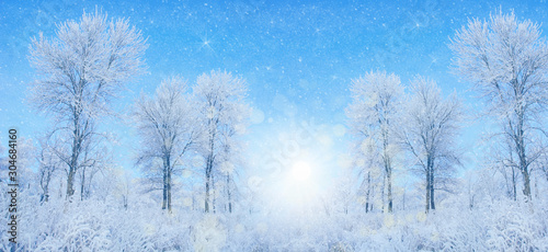 beautiful winter landscape trees in snow sun evening bokeh. christmas postcard
