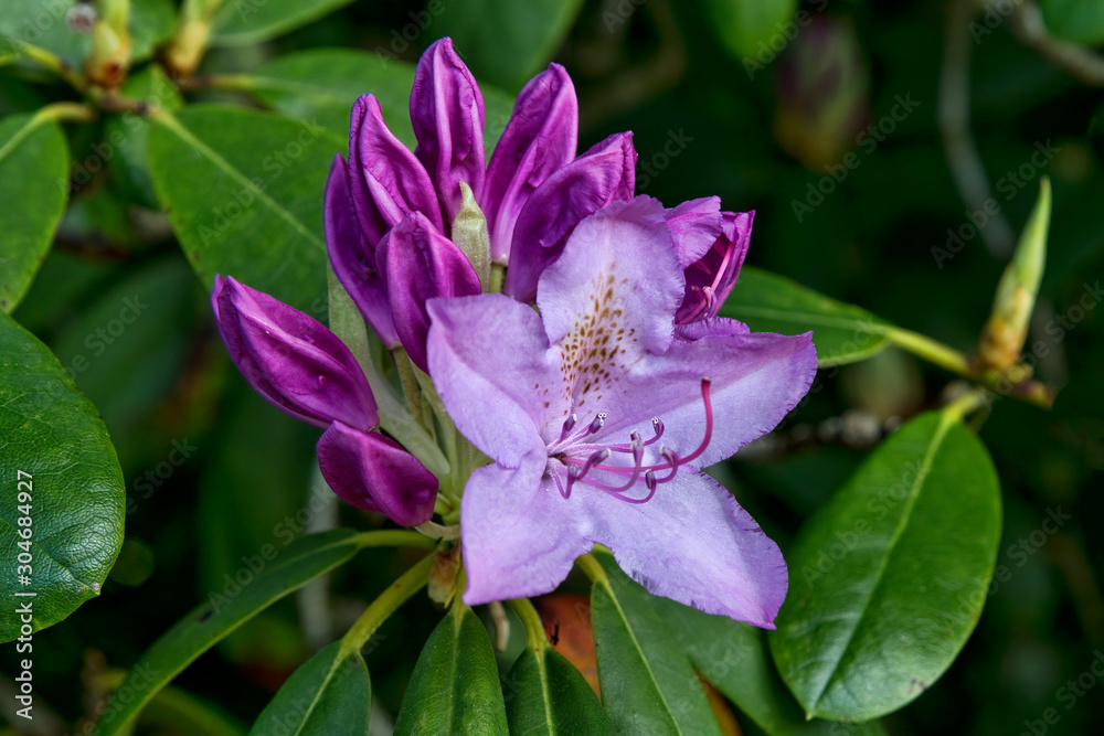 Purple Rhododendron Purple Rhododendron