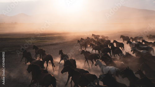 Horses running and kicking up dust. Yilki horses in Kayseri Turkey are wild horses with no owners