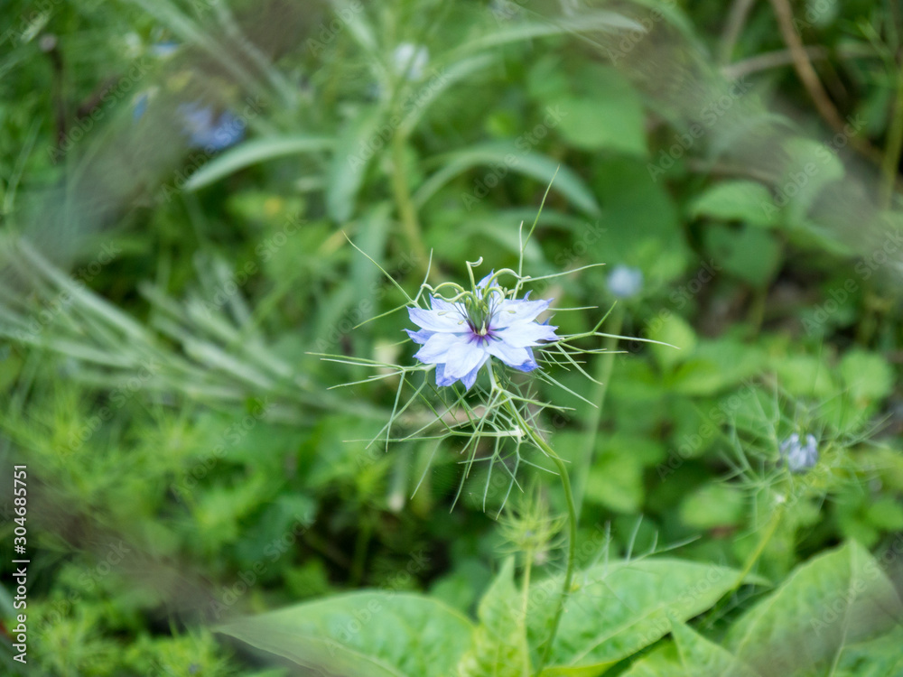 Blue Nigella sativa blossoming flower with green leaves close up top view Blue Nigella sativa blossoming flower with green leaves close up top view