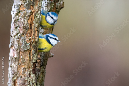 Pair of colorful Blue tit birds  perched in the trees looking out foraging for food in the mating season
