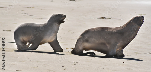 2 seals on the beach