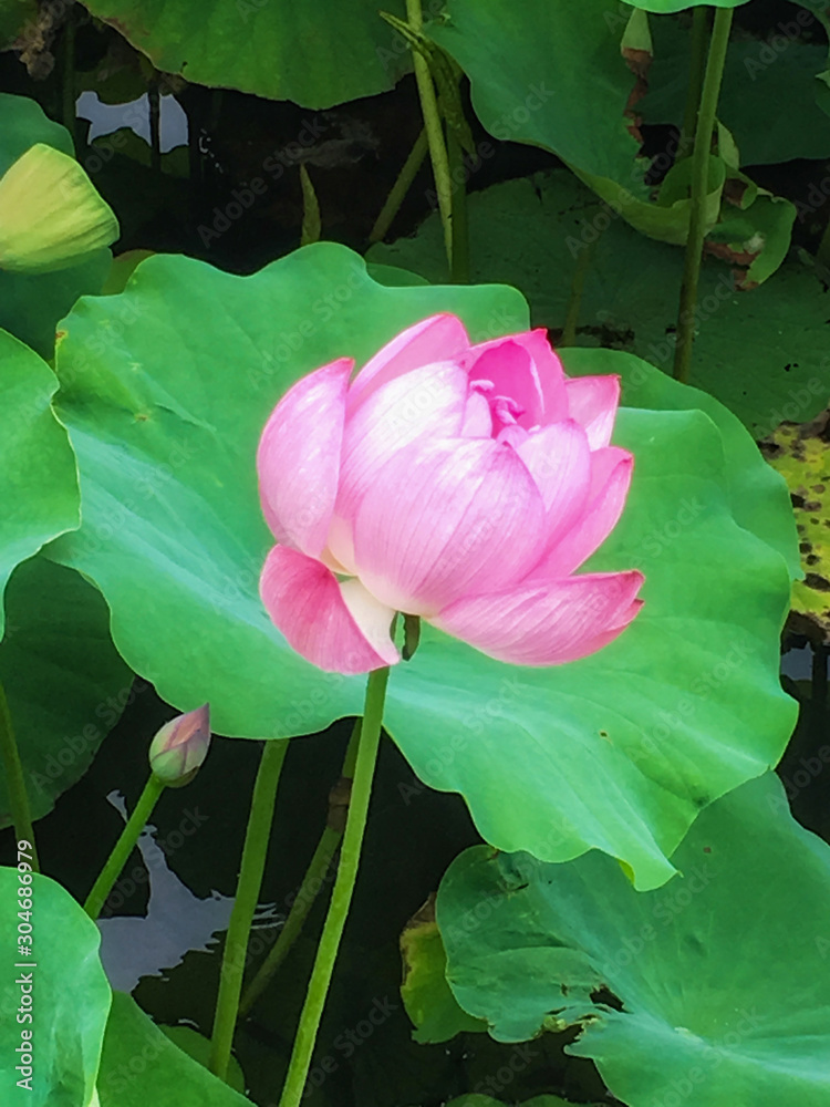 上野池之端公園の蓮の花stock Photo Adobe Stock