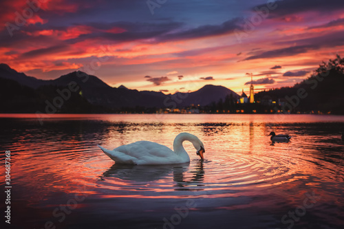 Fototapeta Naklejka Na Ścianę i Meble -  Sunrise at the beautiful Lake Bled with swan