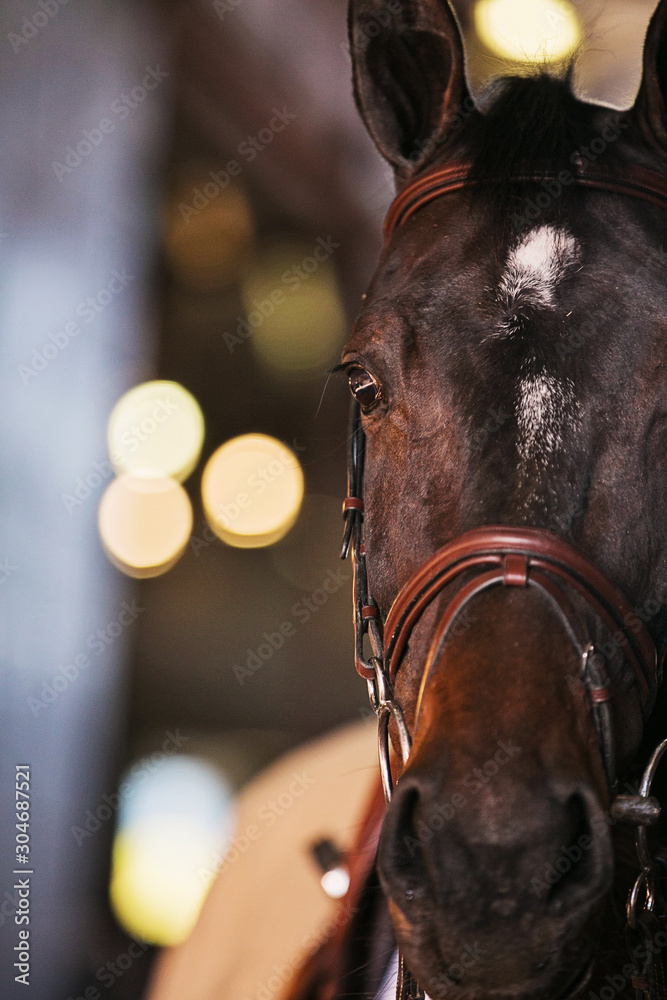 Obraz premium Horse eye with bokeh