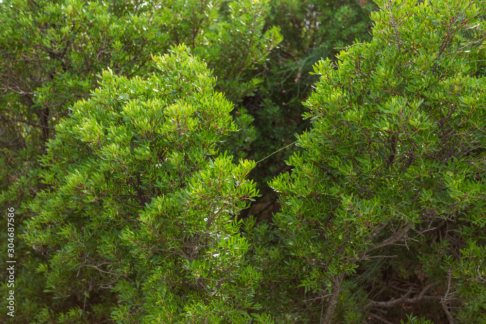 Closeup view of green plants growing outdoors in forest. Horizontal color photography.