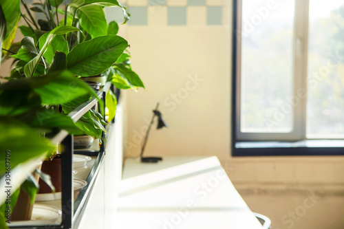 Bright coworking interior with green houseplants and large windows. Copy space and background.