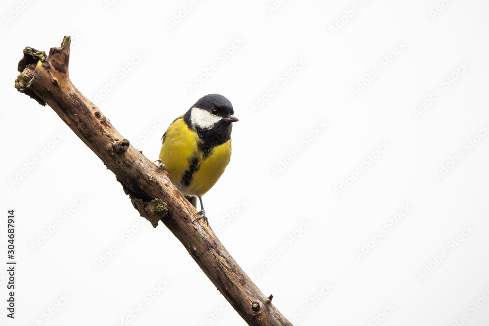 Naklejka premium Great tit on a branch in front of a bright background