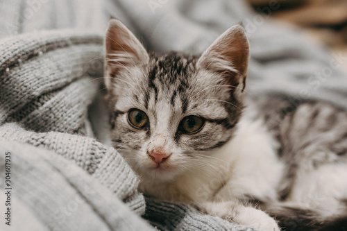 Beautiful closeup cute cat, resting in a comfortable cozy warm way. Winter mood represented by a sweet domestic feline. Cozy cat portrait.