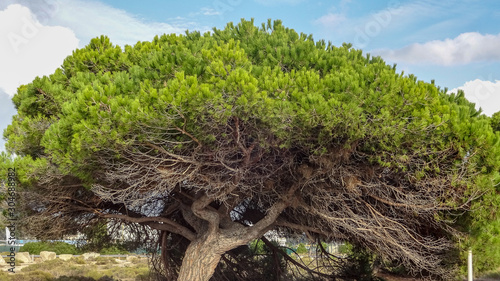 Corsica is a beautiful french island in Mediterranean sea