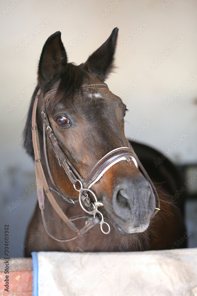 Fototapeta premium Closeup head shot of a beautiful stallion in the stable door