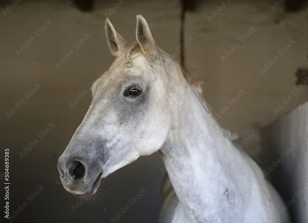 Obraz premium Portret pięknego konia pod siodłem w stodole