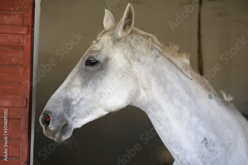 Closeup head shot of a beautiful stallion in the stable door © acceptfoto