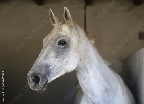 Portrait of a beautiful saddle horse in the barn © acceptfoto