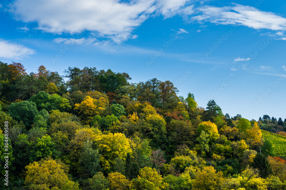 Germany, Aerial view above colorful trees, tree tops and forest in autumn season with blue sky