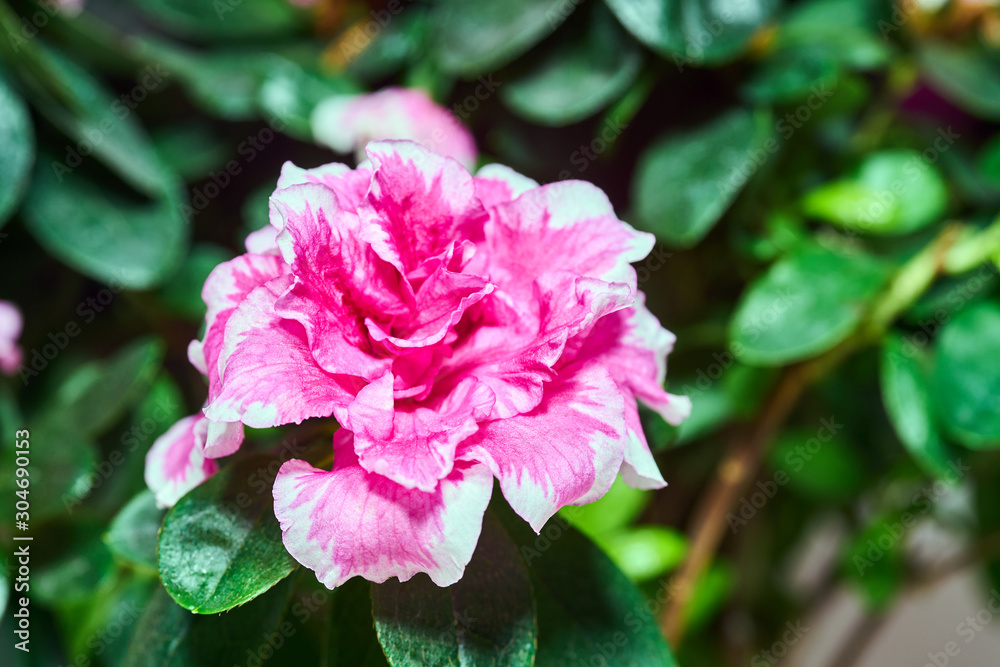 Fototapeta premium A beautiful pink azalea flower blooming in the garden.