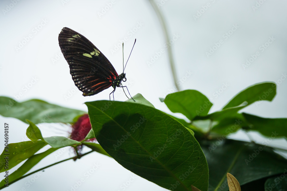 Doris longwing butterfly on a plant Doris longwing butterfly on a plant