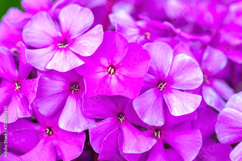 lilac flowers Phlox close-up, selective focus