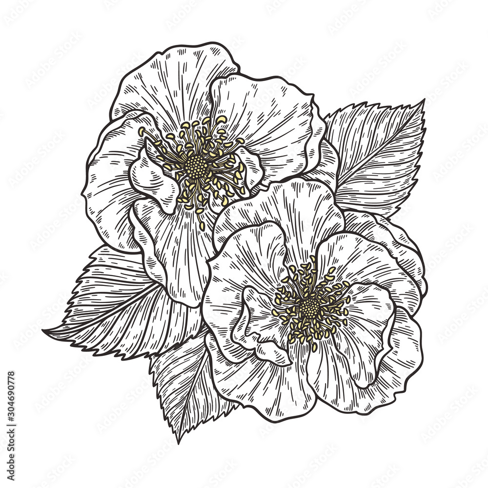 Fototapeta premium Roses flower bouquet hand drawn in lines. Black and white monochrome graphic doodle elements. Isolated vector illustration, template for design