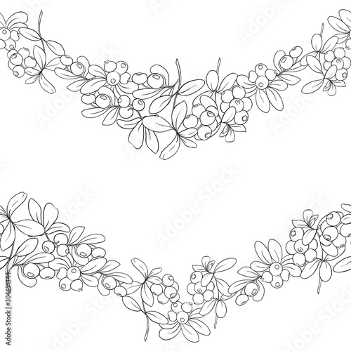 Cranberry. Seamless pattern  background. Outline hand drawing vector illustration
