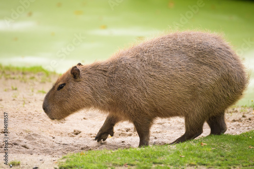 Closeup of a capybara in front of a river