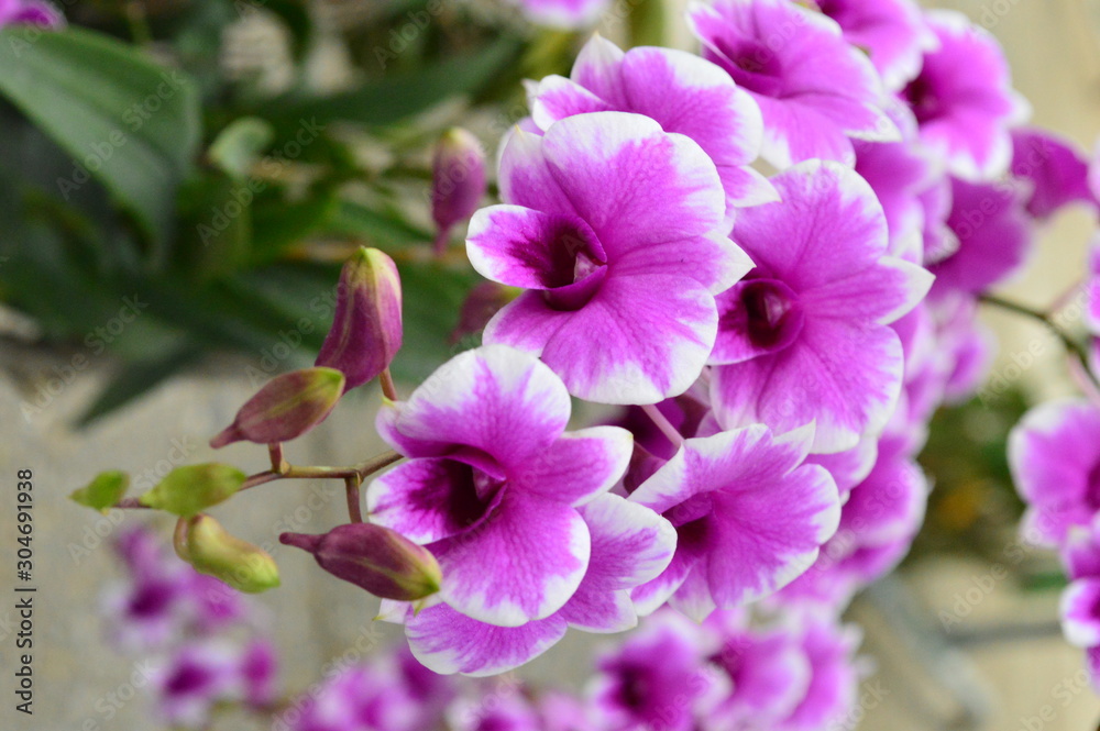 Dendrobium flowers are blooming in garden