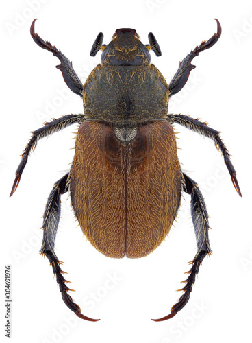 Beetle Brancoplia leucaspis on a white background photo