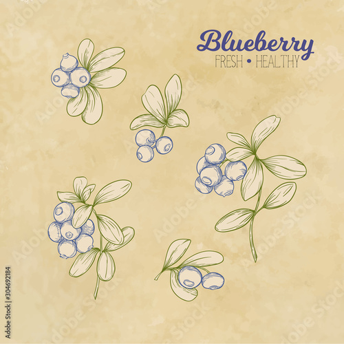 Blueberry. Element for design. Good for product label. Graphic drawing, engraving style. Colored vector illustration. On kraft background..
