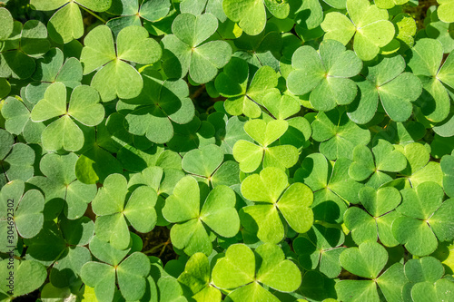 green clover