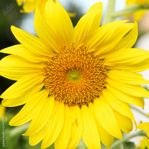 Single natural sunflower in field