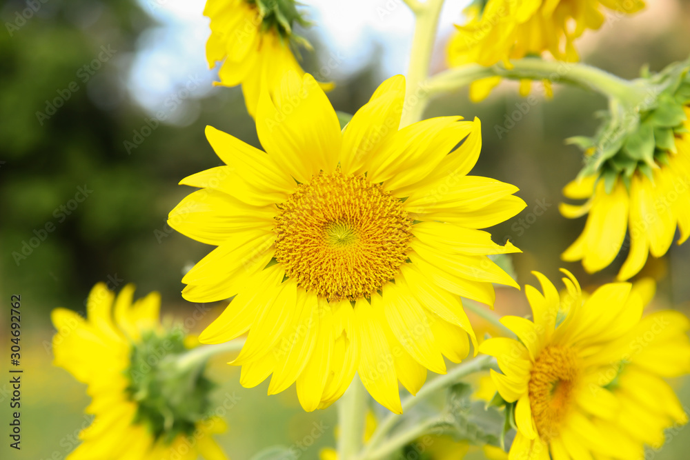Fototapeta premium Single natural sunflower in field