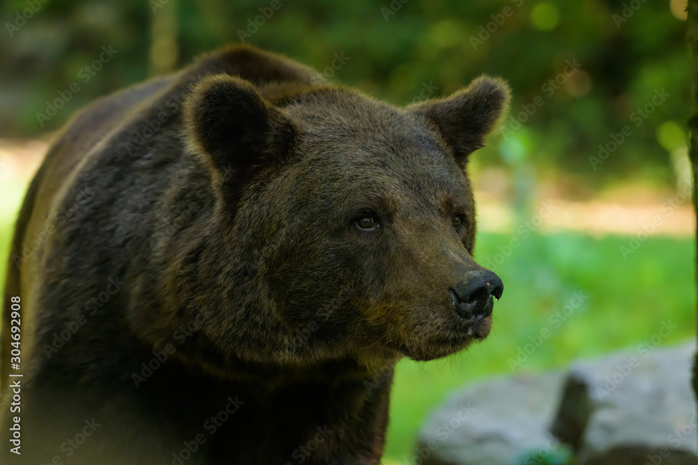 Closeup of a european brown bear