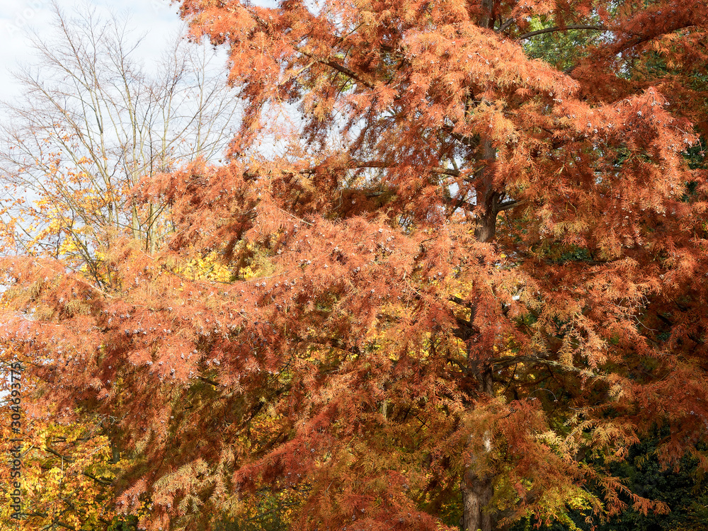 Metasequoia glyptostroboides | Branches pendantes du Métaséquoia de Chine ou sapin d'eau au feuillage rouge cuivré d'automne, garni de cônes globuleux Metasequoia glyptostroboides | Branches pendantes du Métaséquoia de Chine ou sapin d'eau au feuillage rouge cuivré d'automne, garni de cônes globuleux