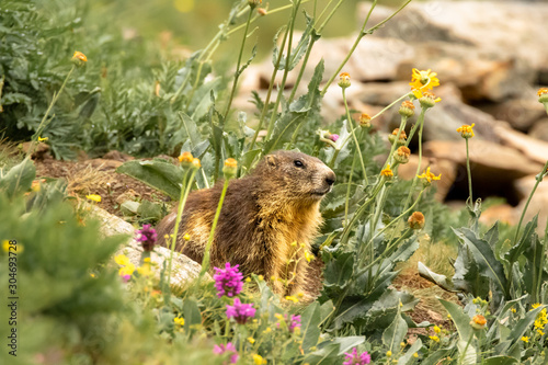 marmotta appena fuori dalla tana photo