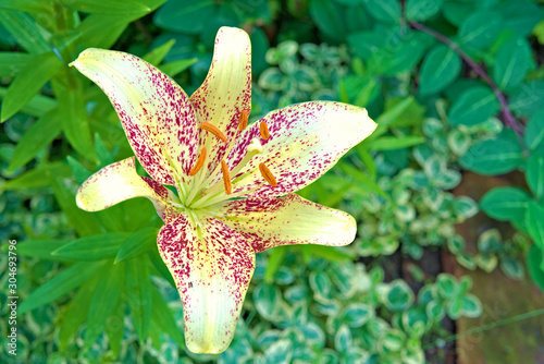 Daylily flower with purple spots on the petals.