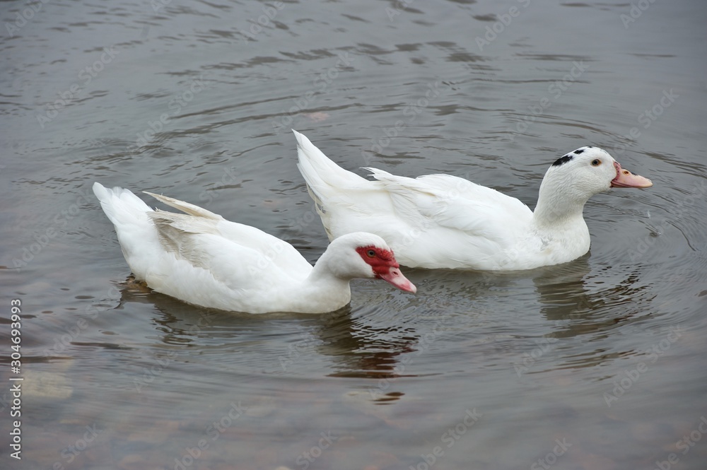 Obraz premium patos blancos