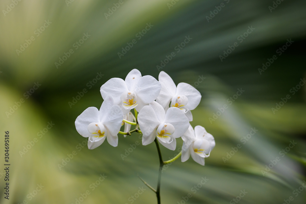 Obraz premium White orchid