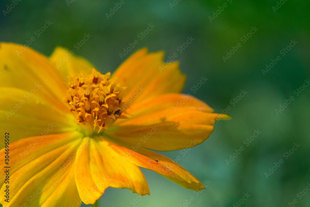 CloseUp of a yellow flower with green background CloseUp of a yellow flower with green background