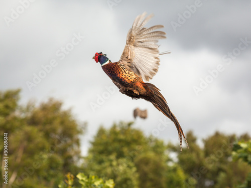 Fotótapéta Pheasant