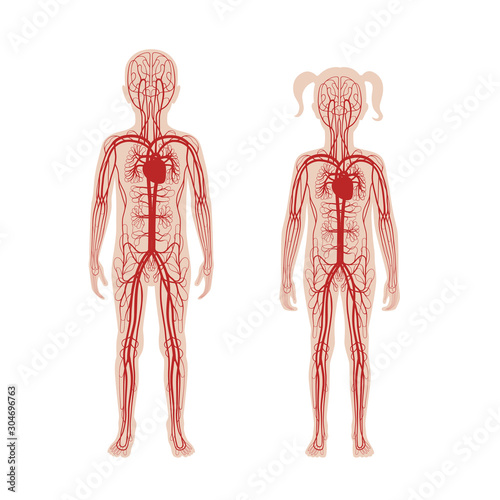 circulatory system anatomy