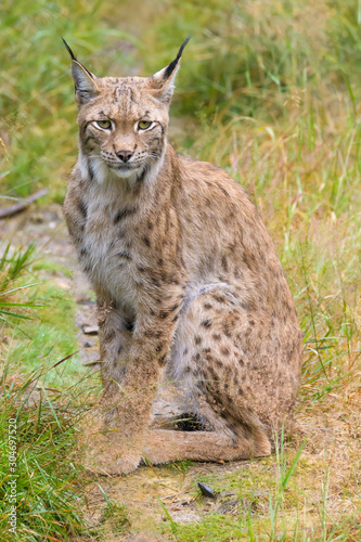 Closeup of a european lynx in high grass