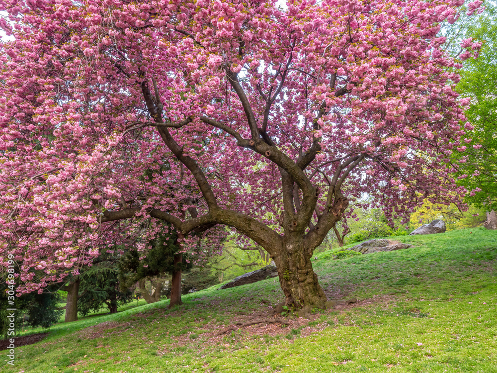 Central Park in spring