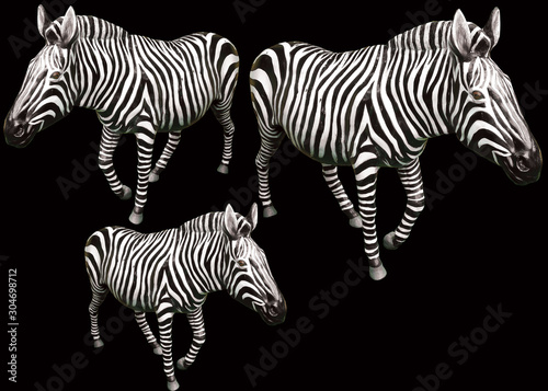three black and white zebra and black background