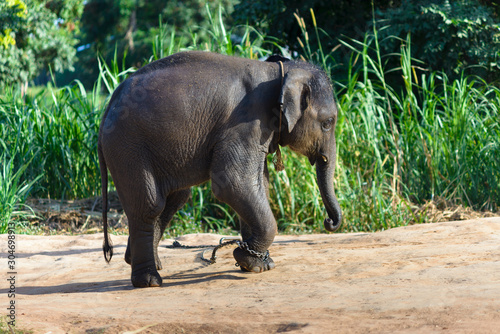 Canvas Print The cute little elephant is also chained to because of its naughtyness