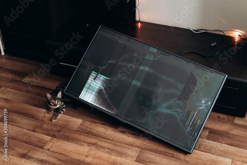 Bengal cat near a broken TV
