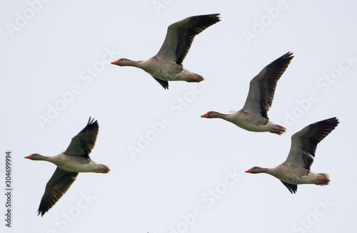 Photos Small Group of Greylag geese in flight in white sky in early spring
