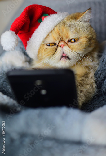 Funny cat with christmas hat looking mobile phone © Natallia Vintsik