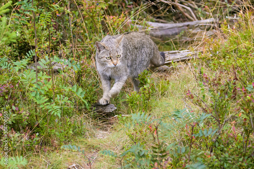 Closeup of a european wild cat in high grass photo